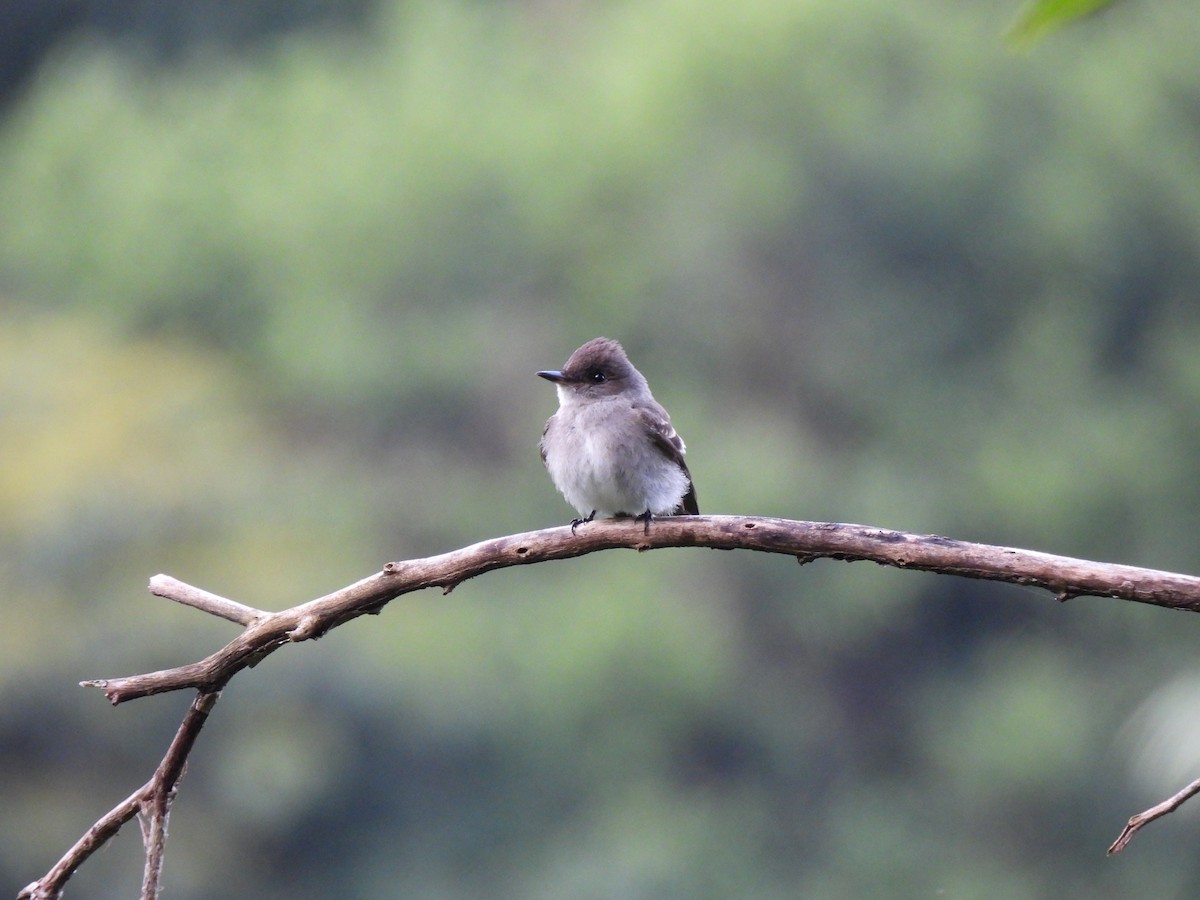 Pioui de l'Ouest - ML644665152