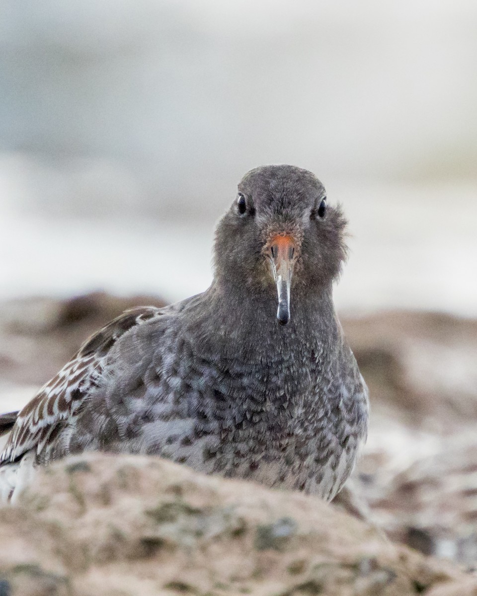 Purple Sandpiper - Brad Reinhardt