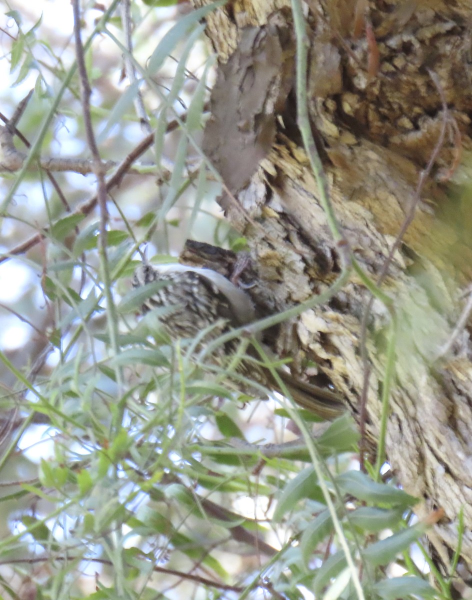 Brown Creeper - ML644665156