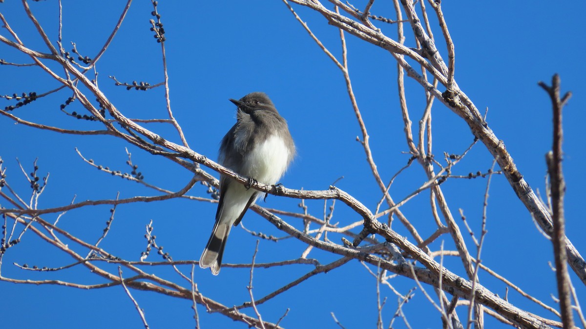 svartfibi - ML644665157