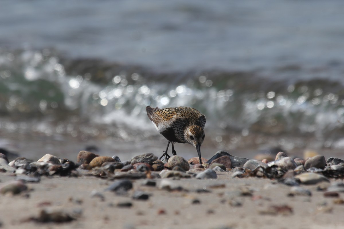 Dunlin (alpina/centralis) - ML644665159