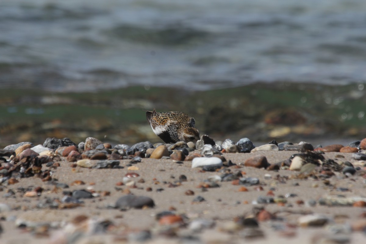 Dunlin (alpina/centralis) - ML644665160