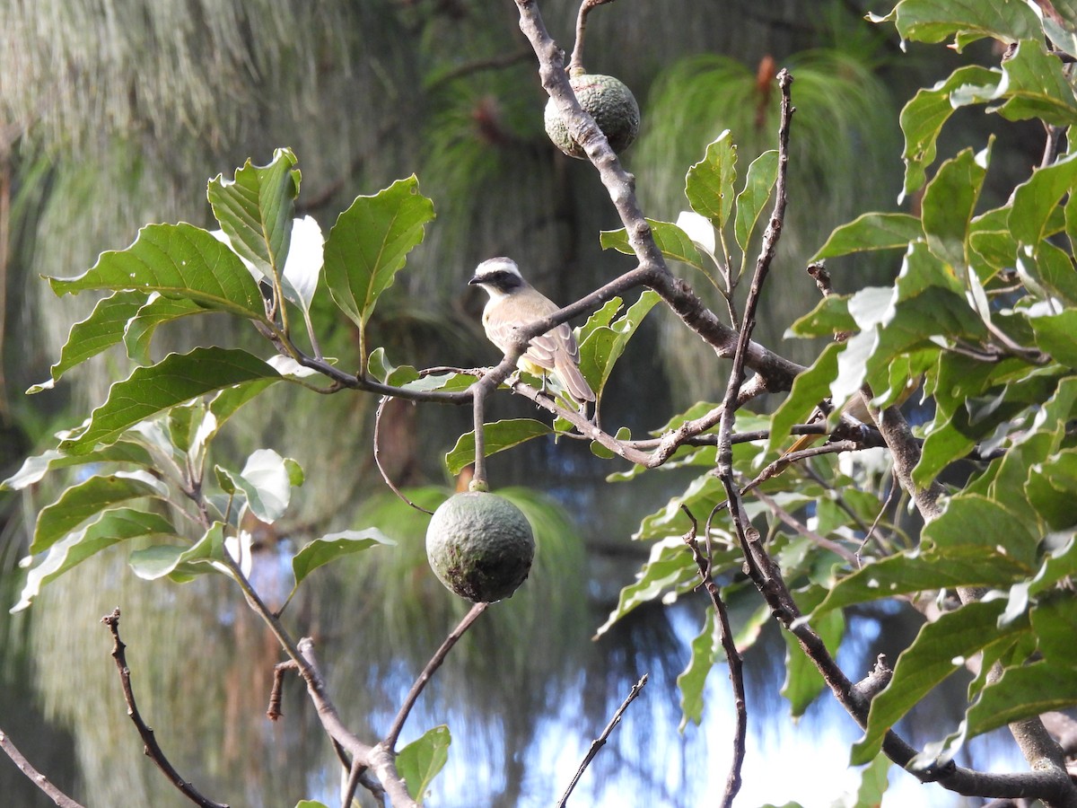 Rotscheitel-Maskentyrann - ML644665163