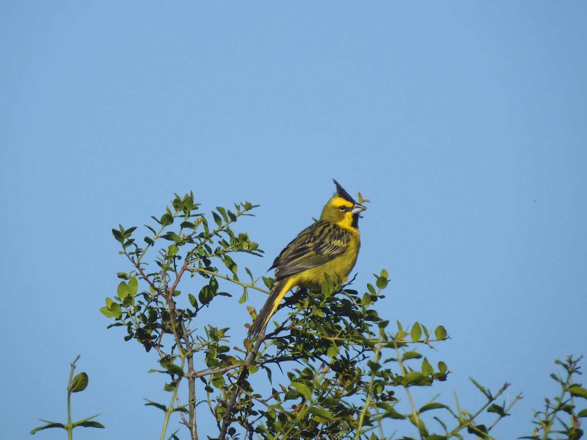 Yellow Cardinal - ML644665174
