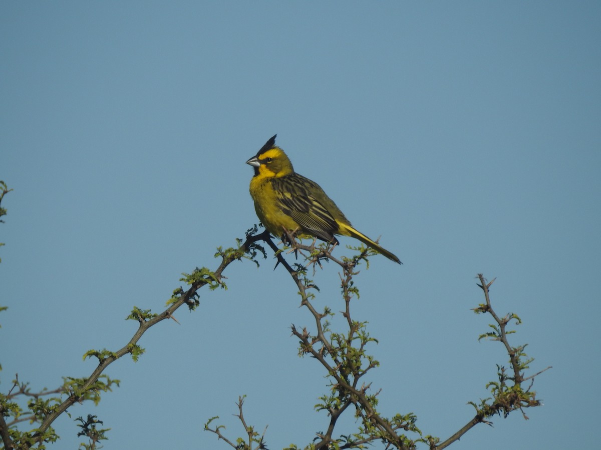 Yellow Cardinal - ML644665175