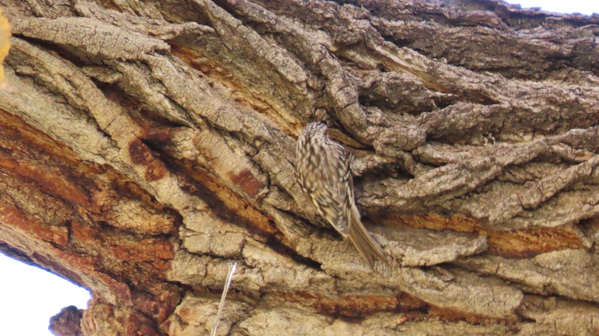 Brown Creeper - ML644665180