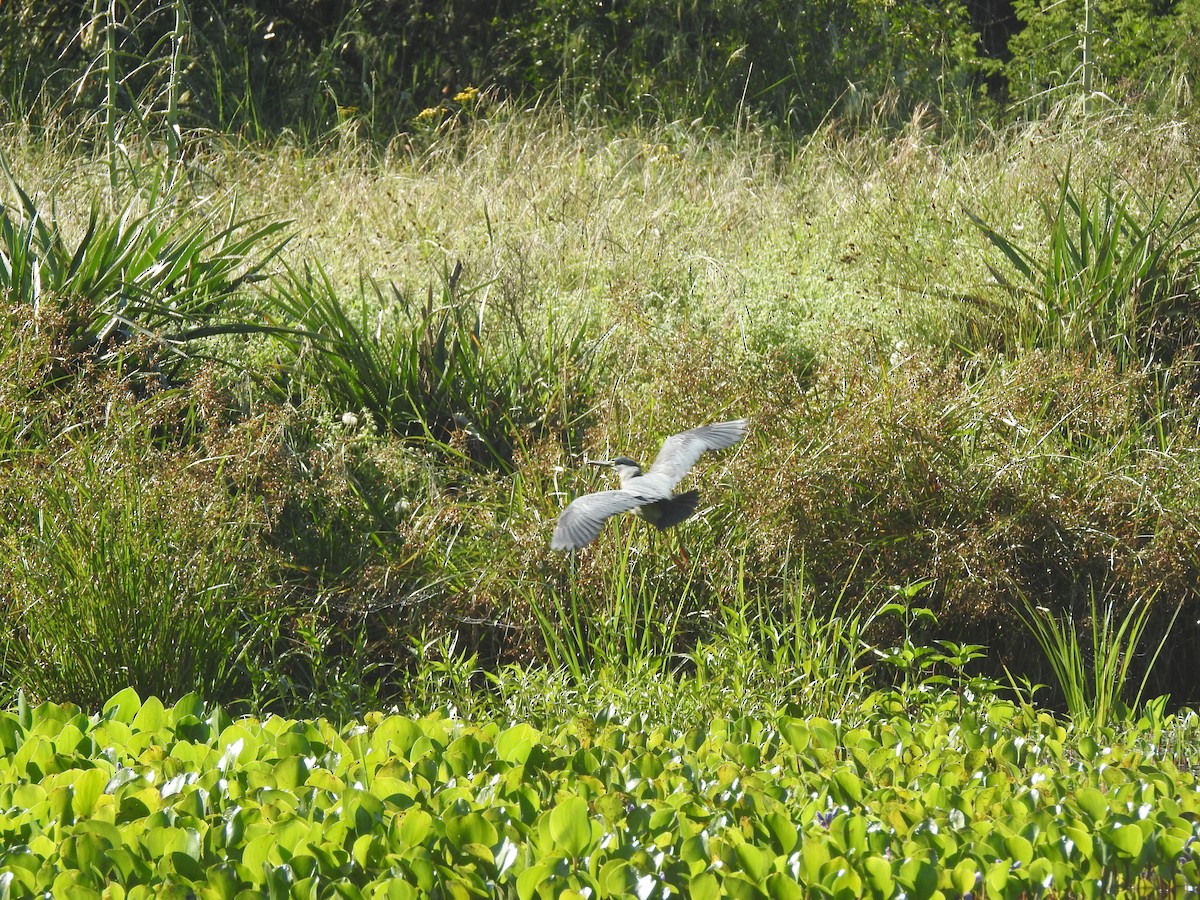 Striated Heron - ML644665197