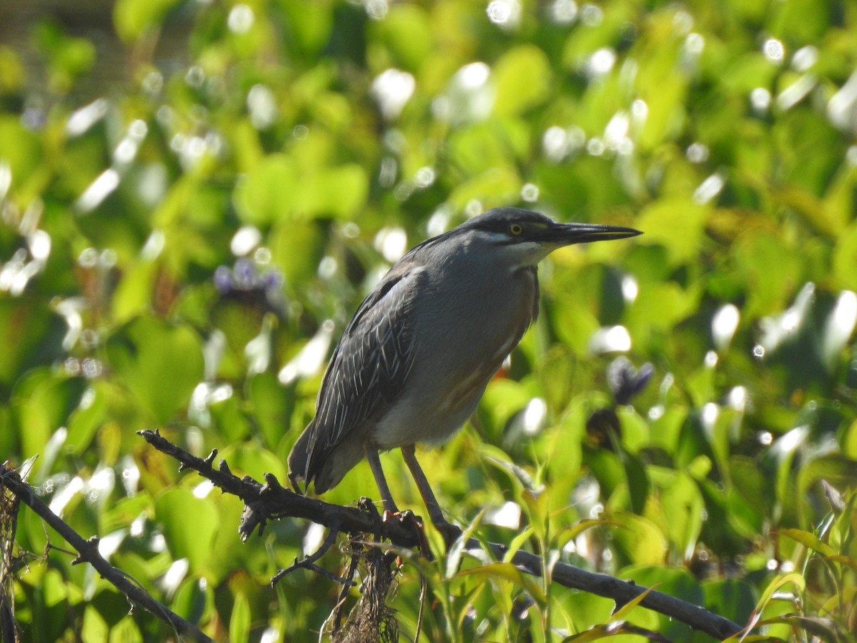 Striated Heron - ML644665198