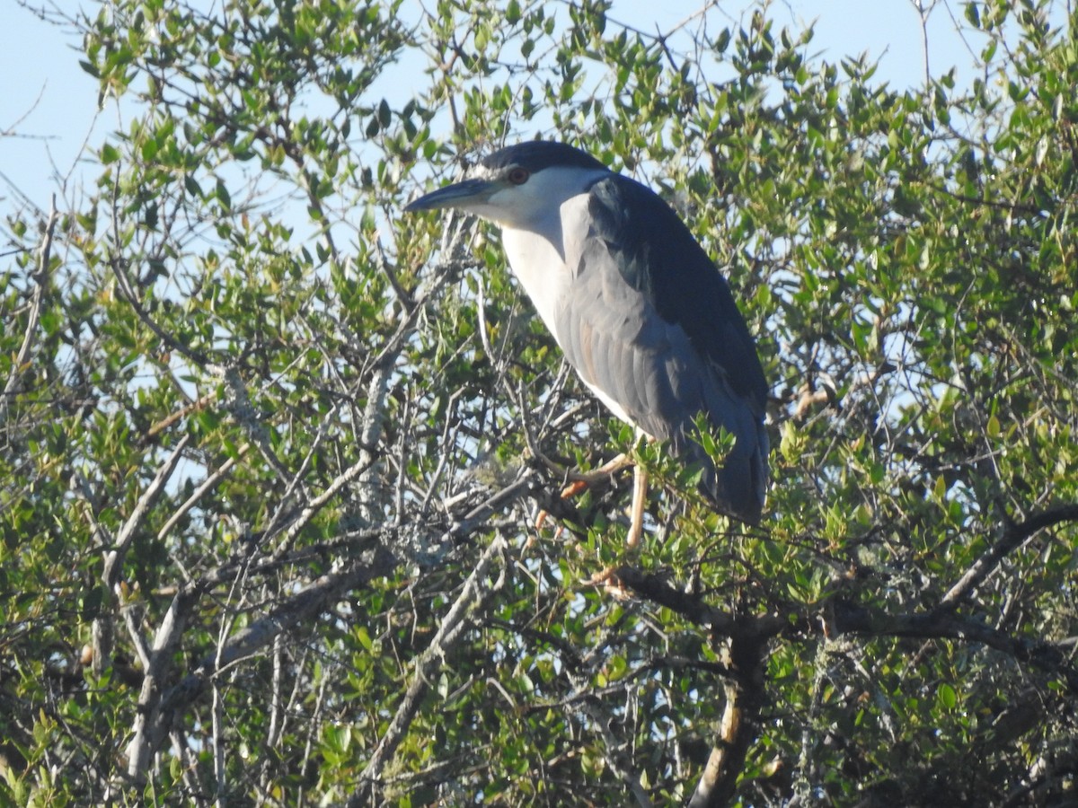 Black-crowned Night Heron - ML644665201
