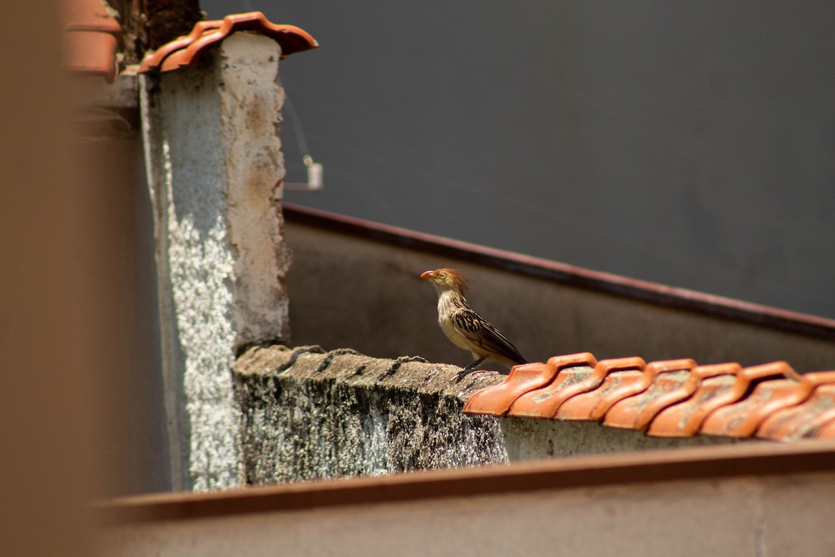 Guira Guguğu - ML644665203