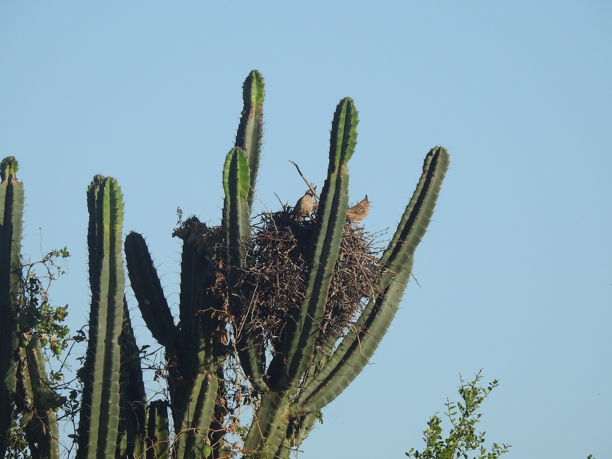 Lark-like Brushrunner - ML644665204