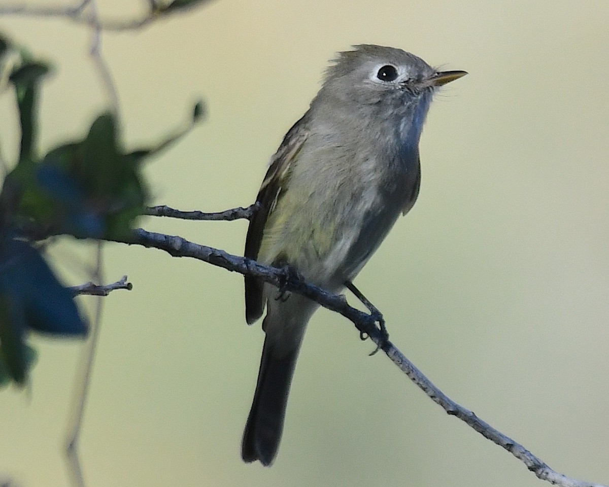 Hammond's Flycatcher - ML644665205
