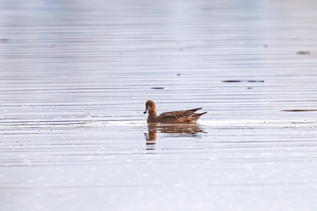 ヒドリガモ - ML644665206