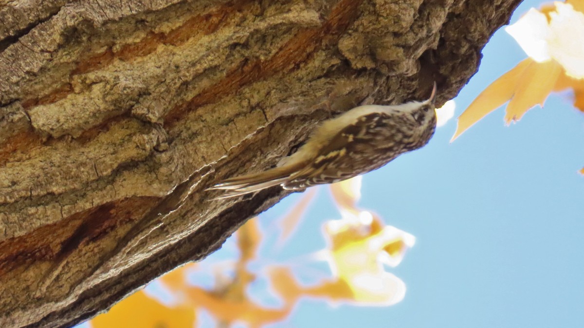 Brown Creeper - ML644665207
