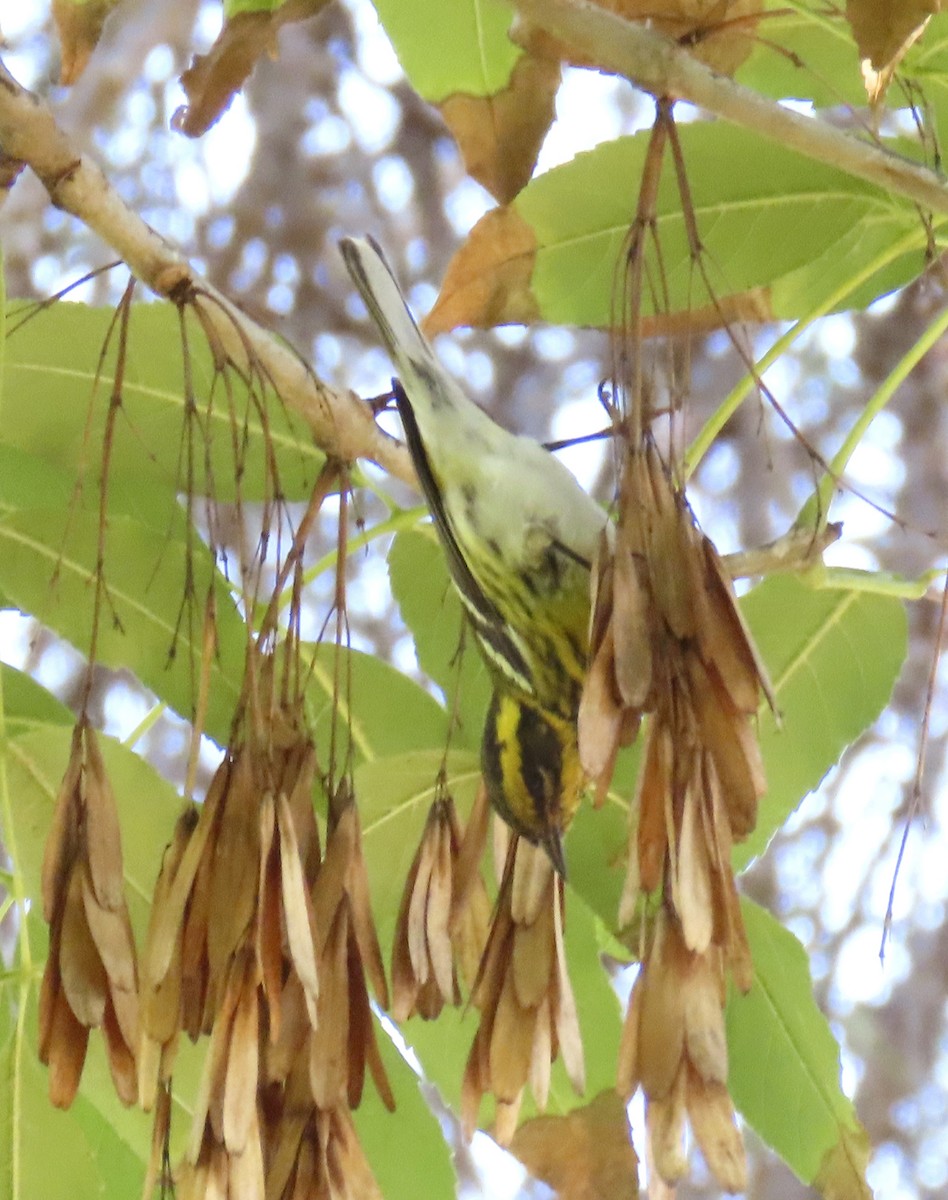 Townsend's Warbler - ML644665210