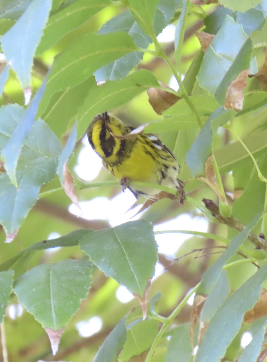 Townsend's Warbler - ML644665211