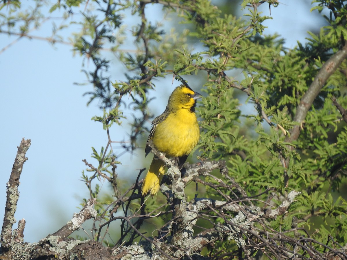 Yellow Cardinal - ML644665212