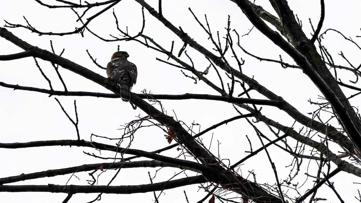 Cooper's Hawk - ML644665215