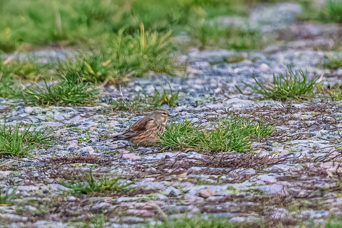 ムネアカヒワ - ML644665216