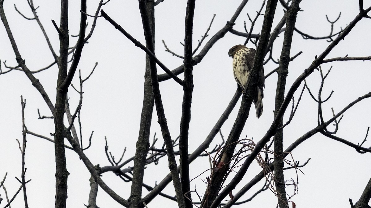 Cooper's Hawk - ML644665217