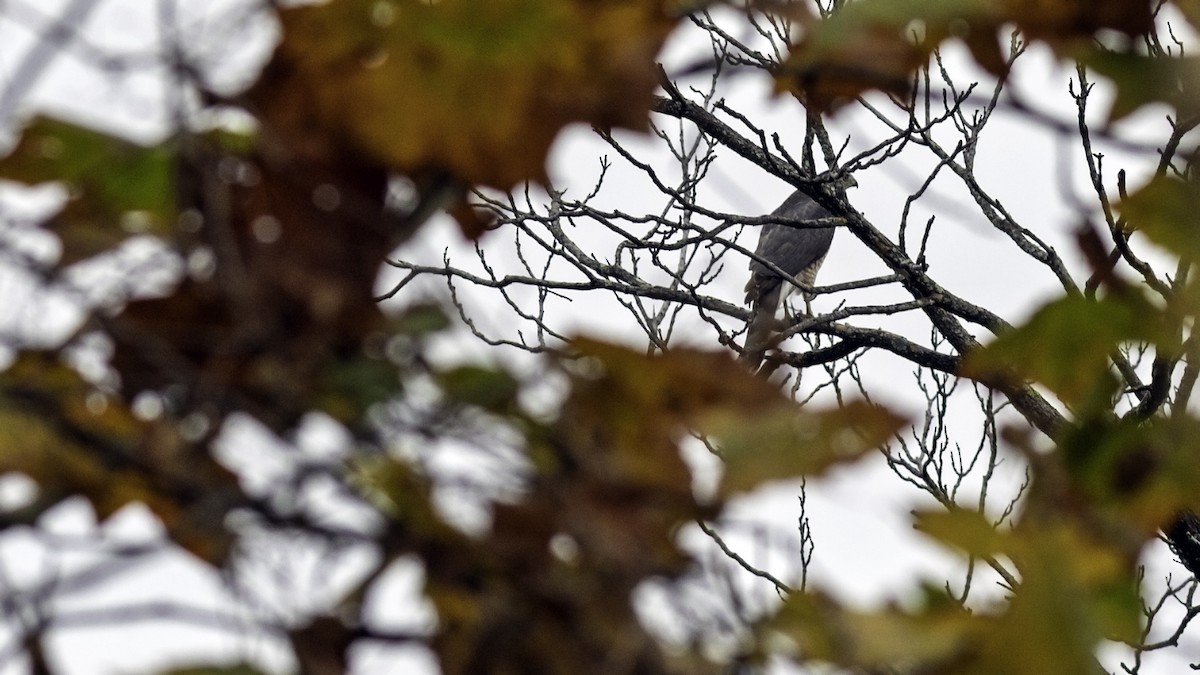 Cooper's Hawk - ML644665218