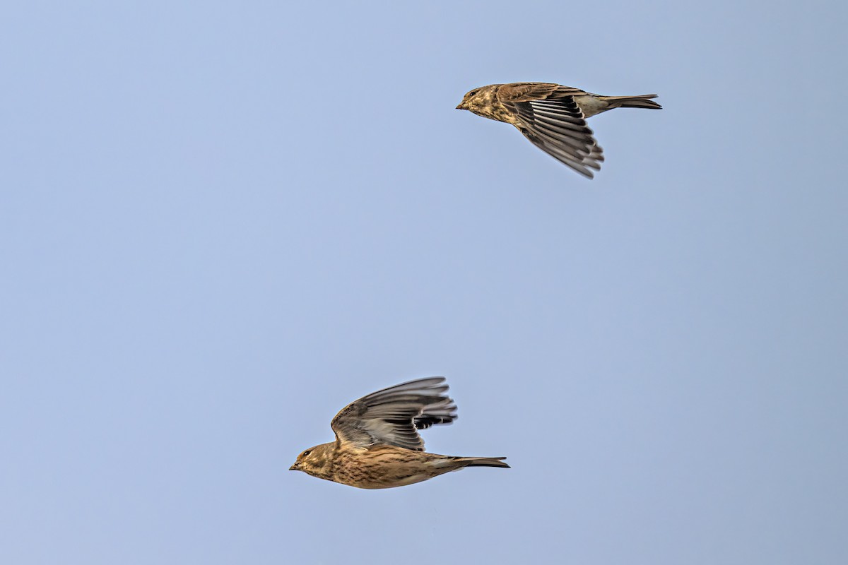 ムネアカヒワ - ML644665220