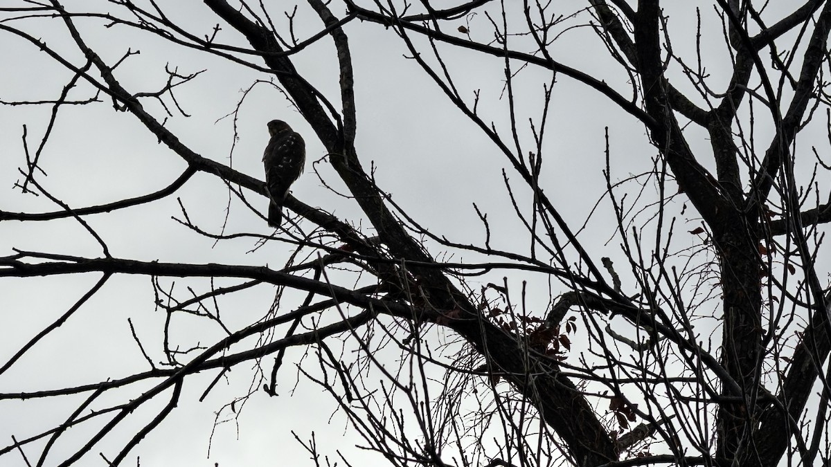 Cooper's Hawk - ML644665221