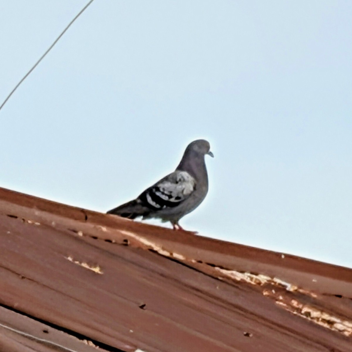 יונת בית - ML644665222