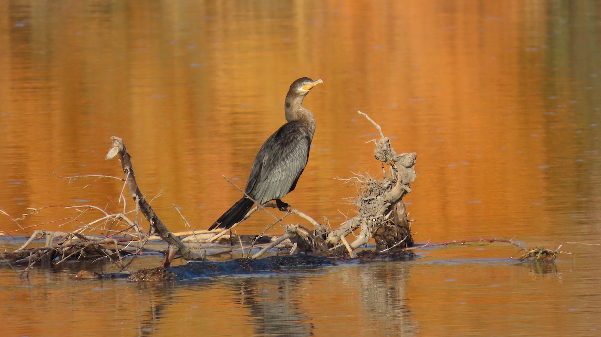 Neotropic Cormorant - ML644665223