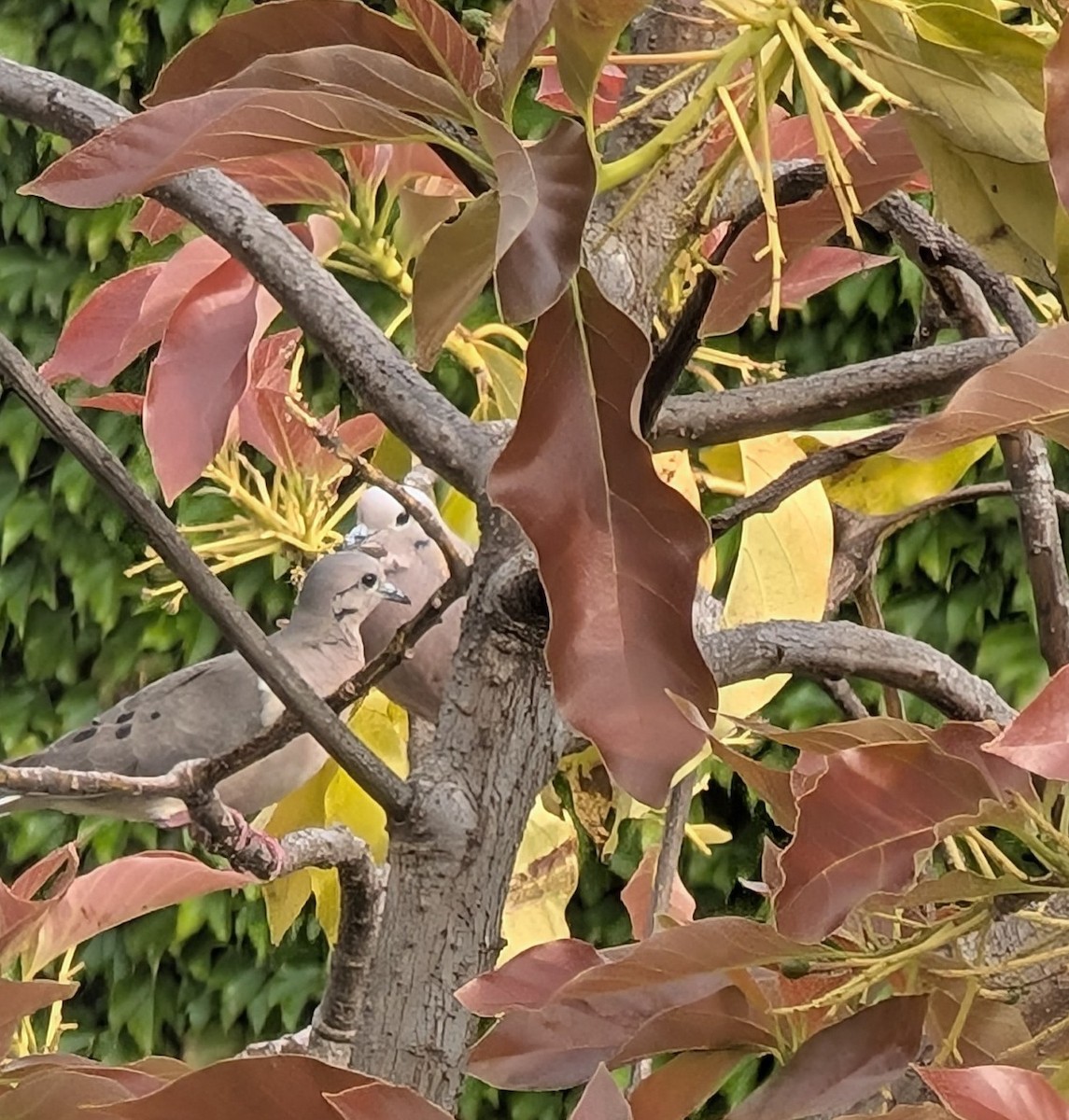 hrdlička černouchá - ML644665226