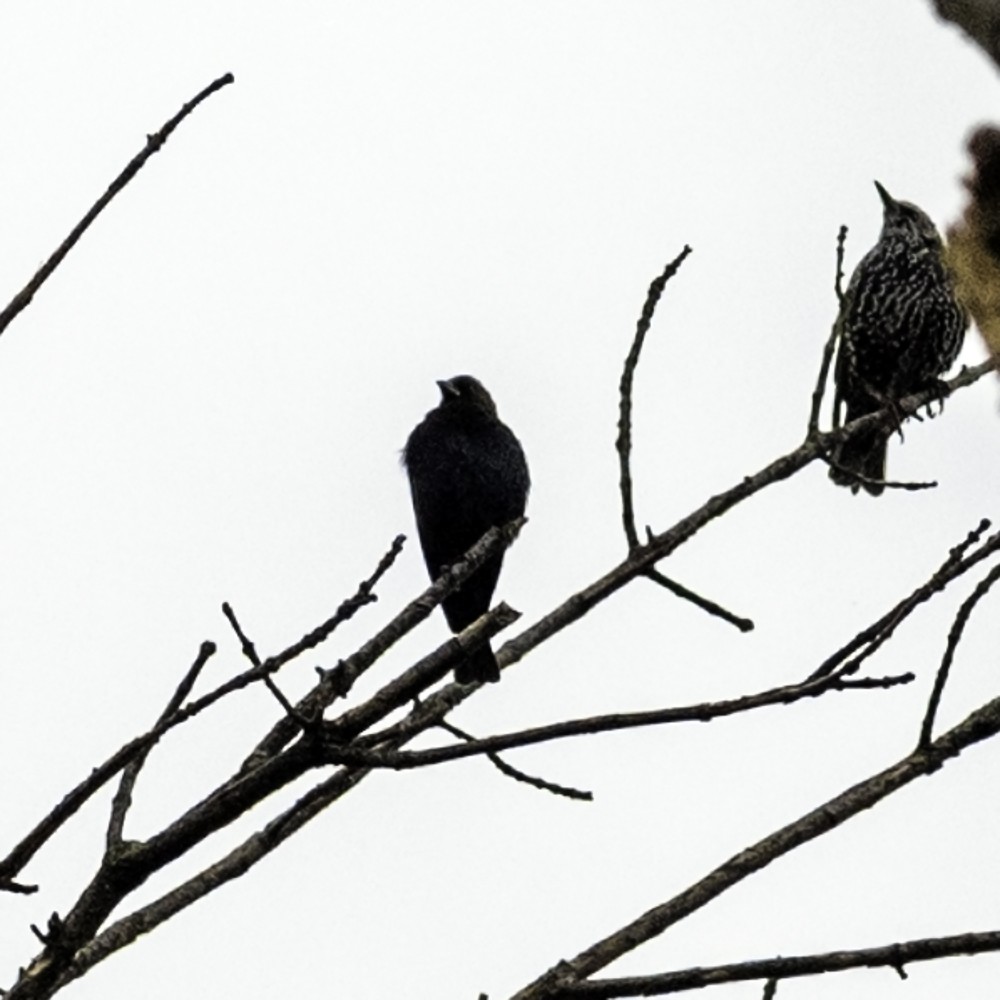 Braunkopf-Kuhstärling - ML644665228