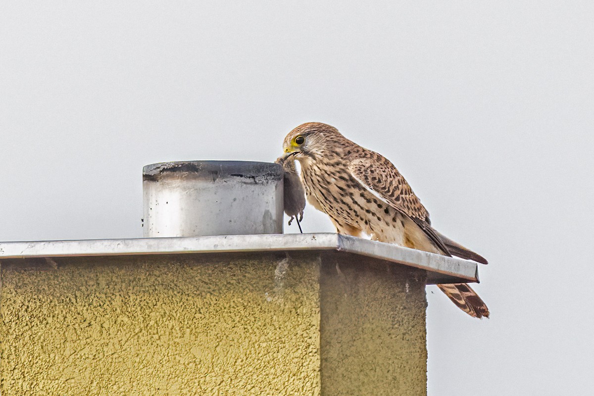 チョウゲンボウ - ML644665229