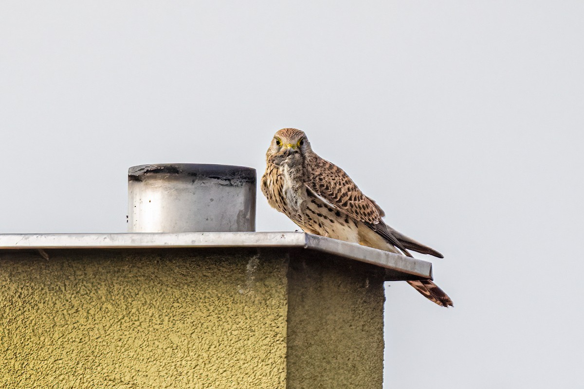 チョウゲンボウ - ML644665232