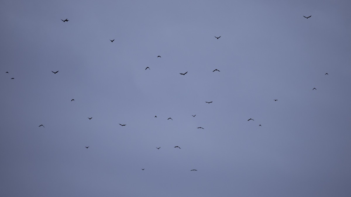 ウオガラス - ML644665233