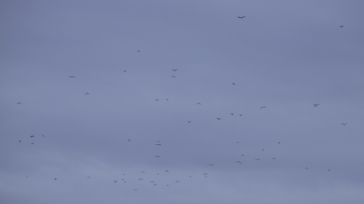 ウオガラス - ML644665236