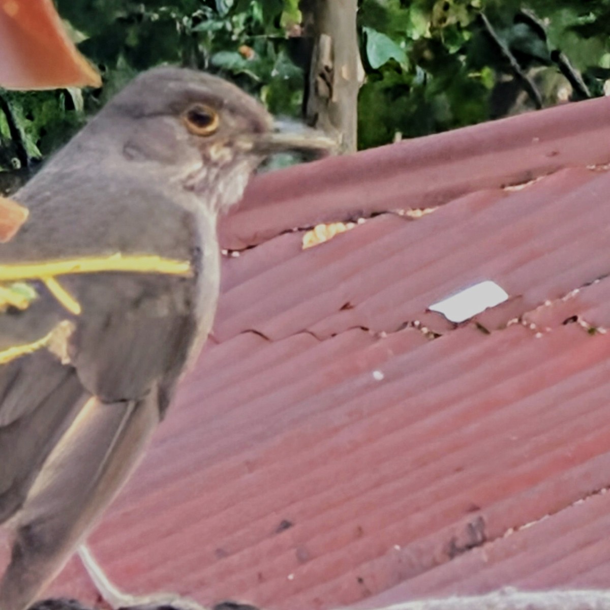 Rufous-bellied Thrush - ML644665238