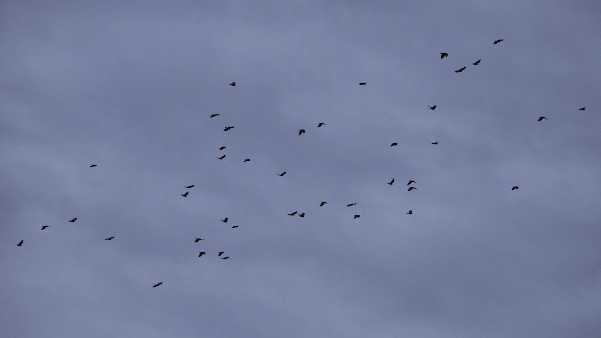 ウオガラス - ML644665240