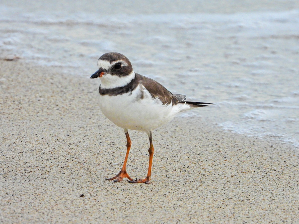 Semipalmated Plover - ML644665241