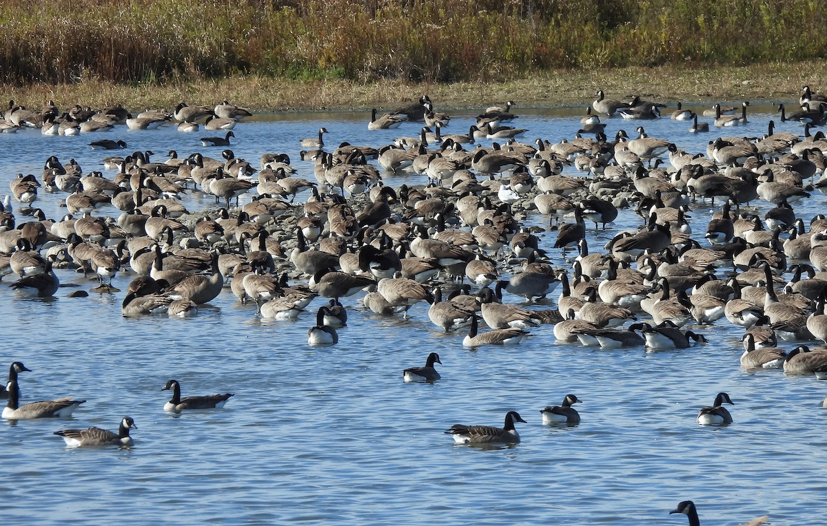 Bernache du Canada - ML644665254