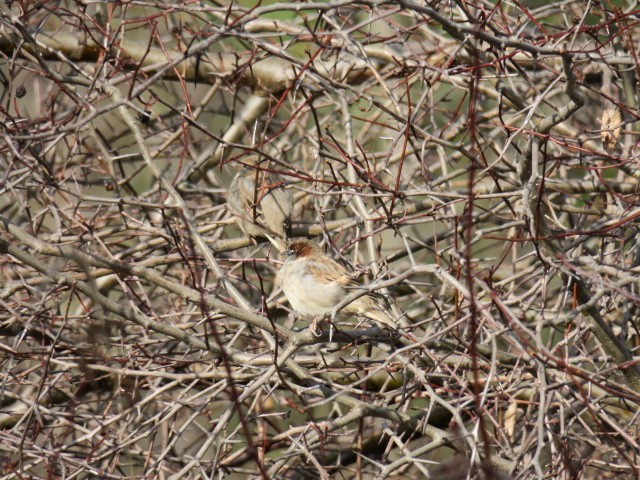 Serçe - ML644665255