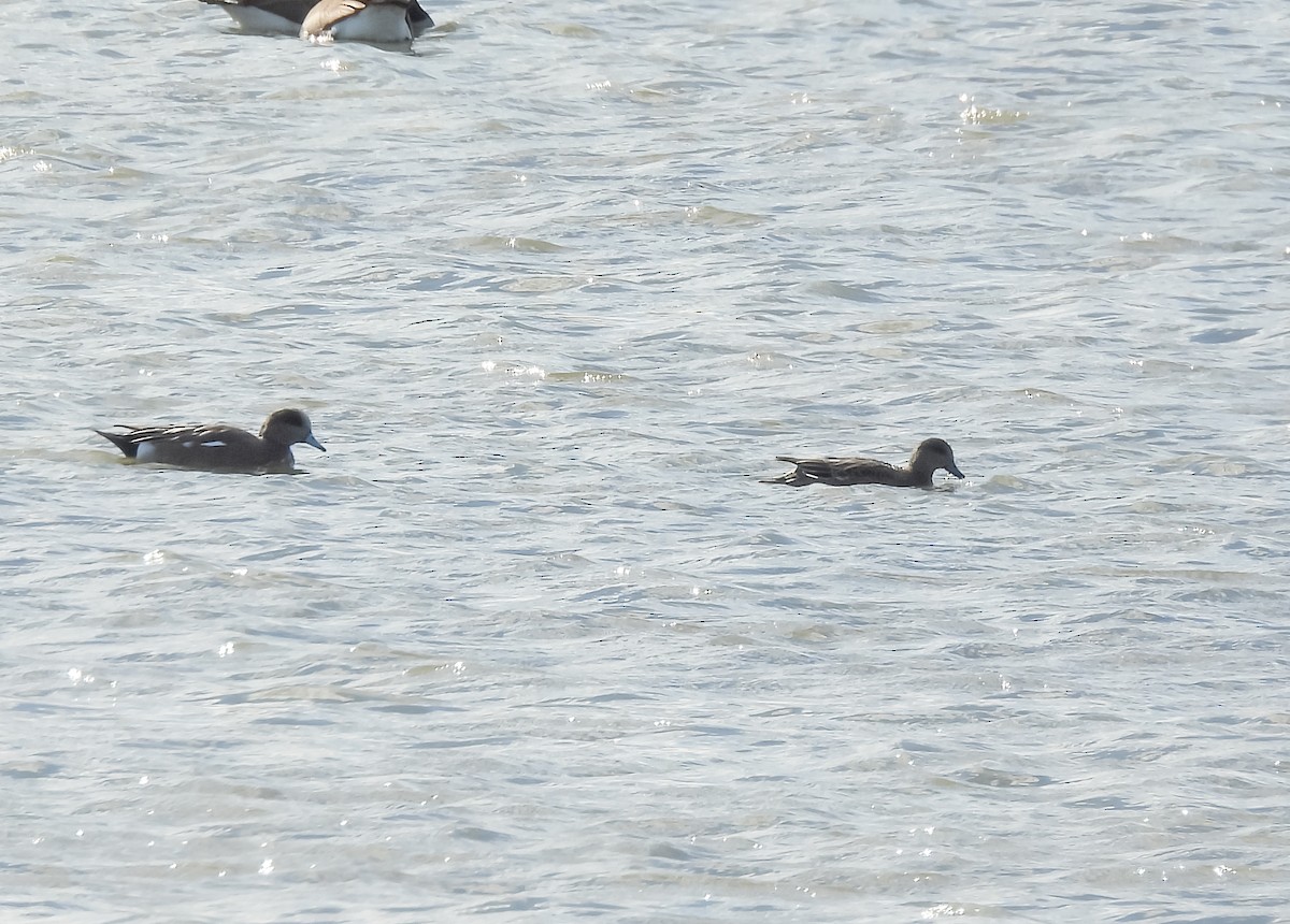 Свищ американський - ML644665257