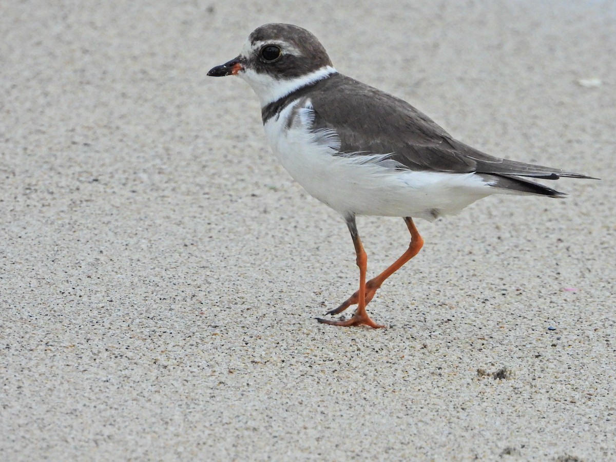 Semipalmated Plover - ML644665262