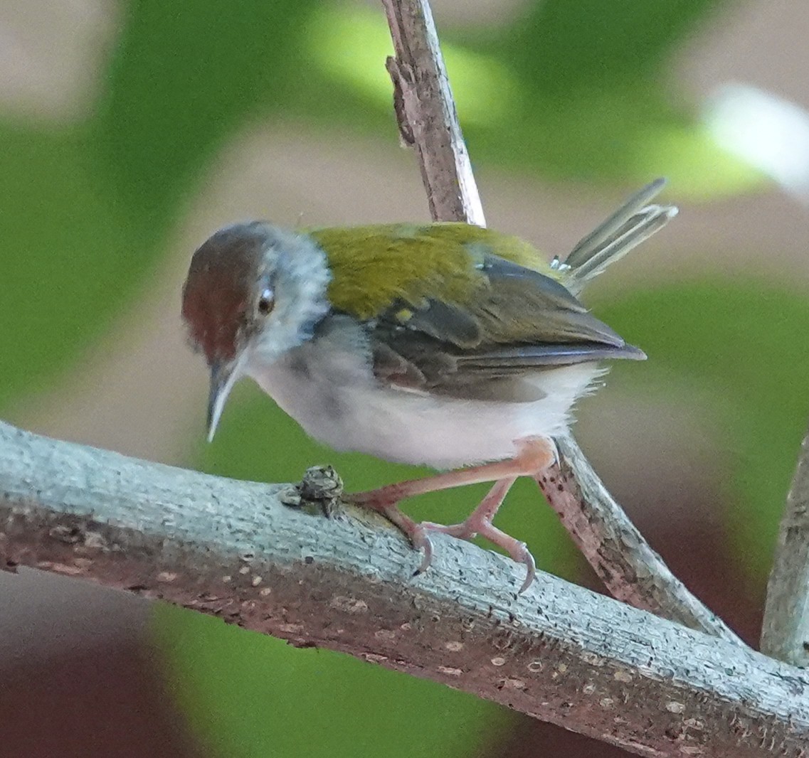 Common Tailorbird - ML644665272