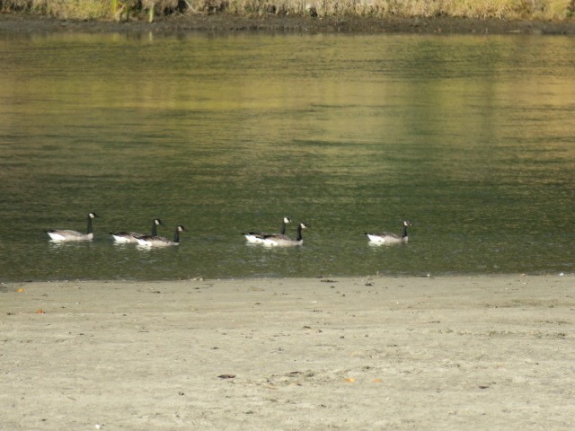 Bernache du Canada - ML644665278