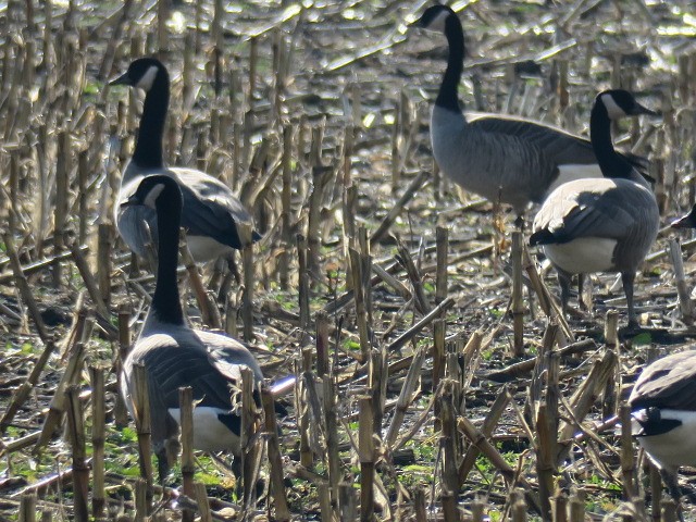 Bernache du Canada - ML644665279
