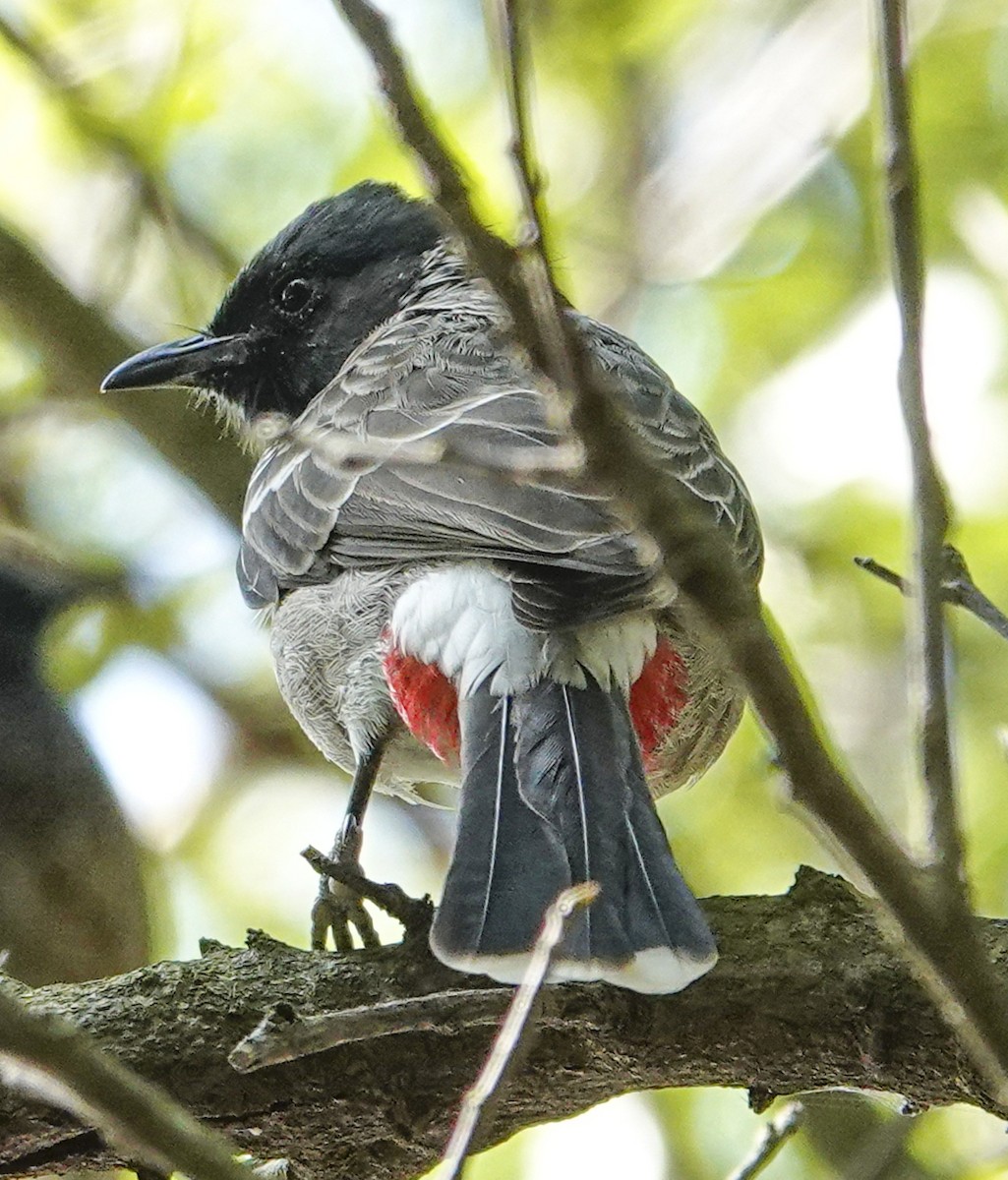 Red-vented Bulbul - ML644665283