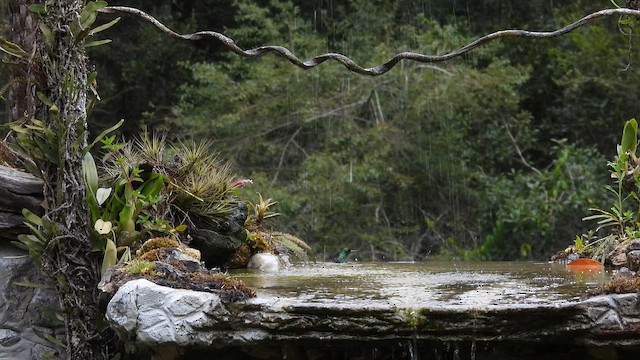 Esmeralda Ventridorada - ML644665287