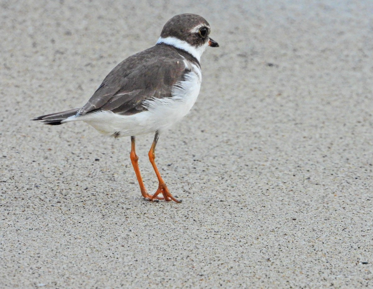 Semipalmated Plover - ML644665299