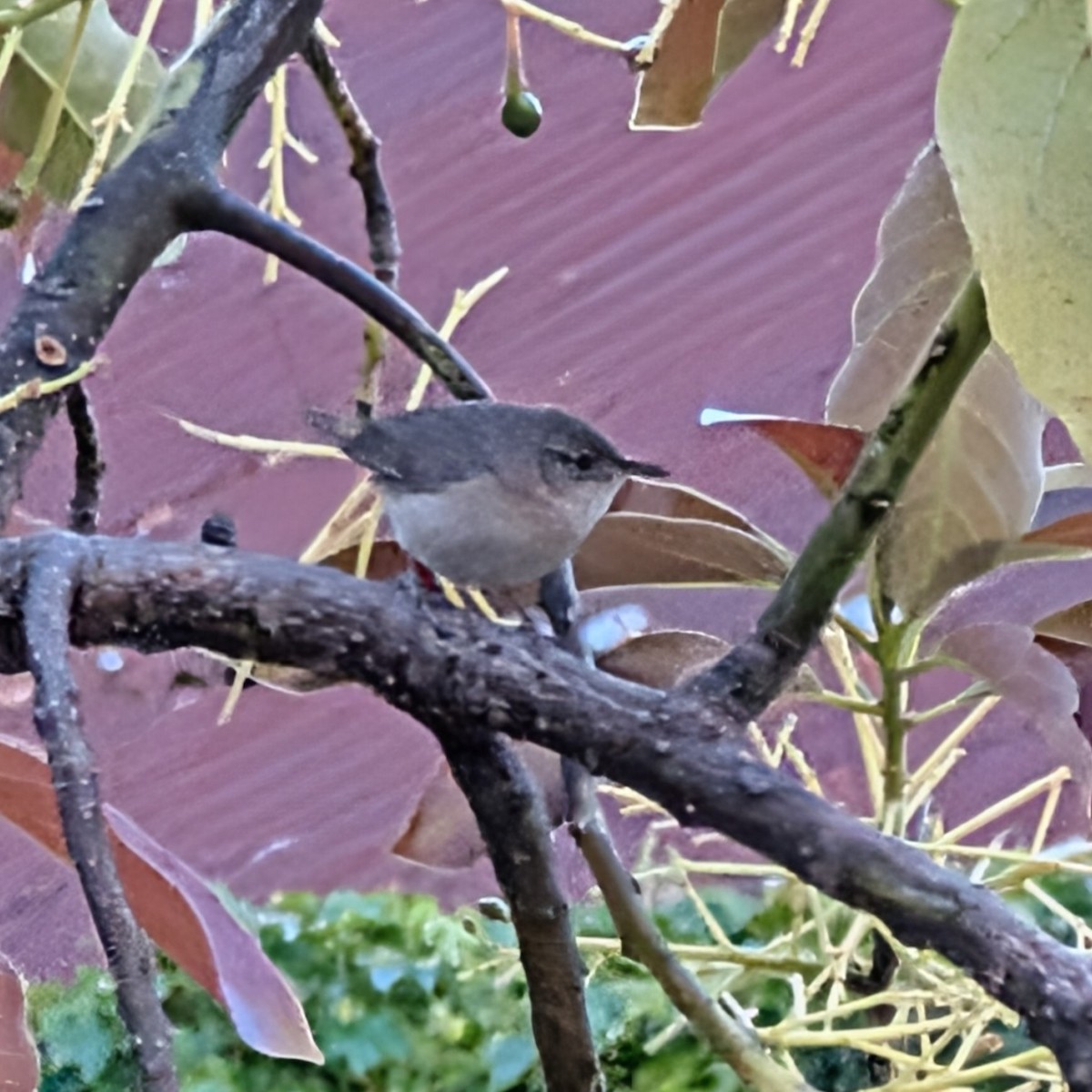 Southern House Wren - ML644665320