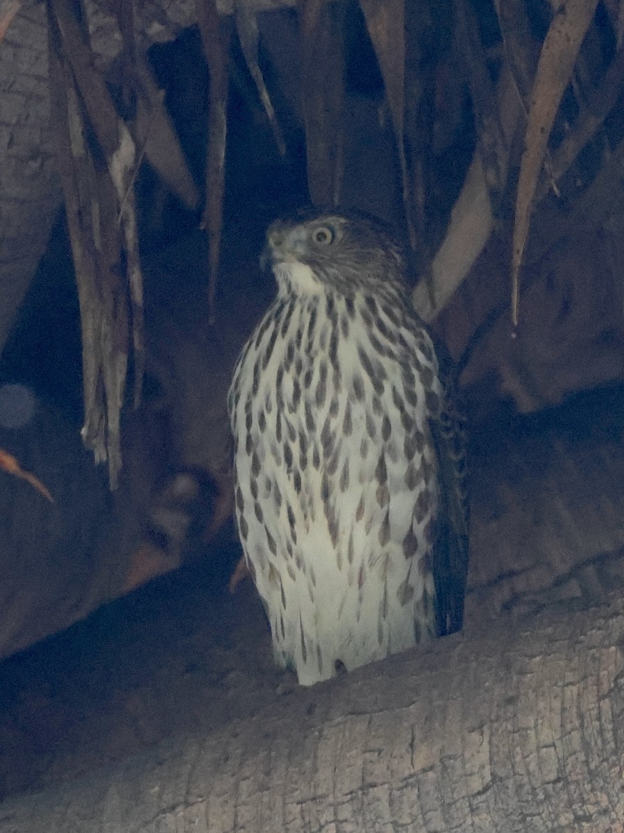 Cooper's Hawk - ML644665321